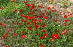 כלנית מצויה